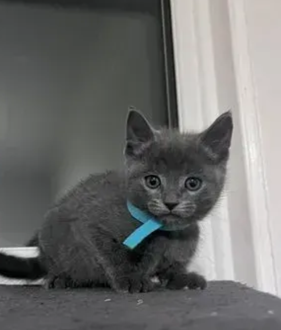 Marvellous Russian blue kittens available Image eClassifieds4u