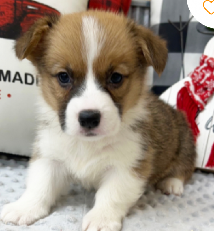 Pembroke Corgi puppies available Image eClassifieds4u