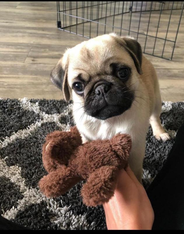 Pug Puppies Ready Now For Adoption Image eClassifieds4u