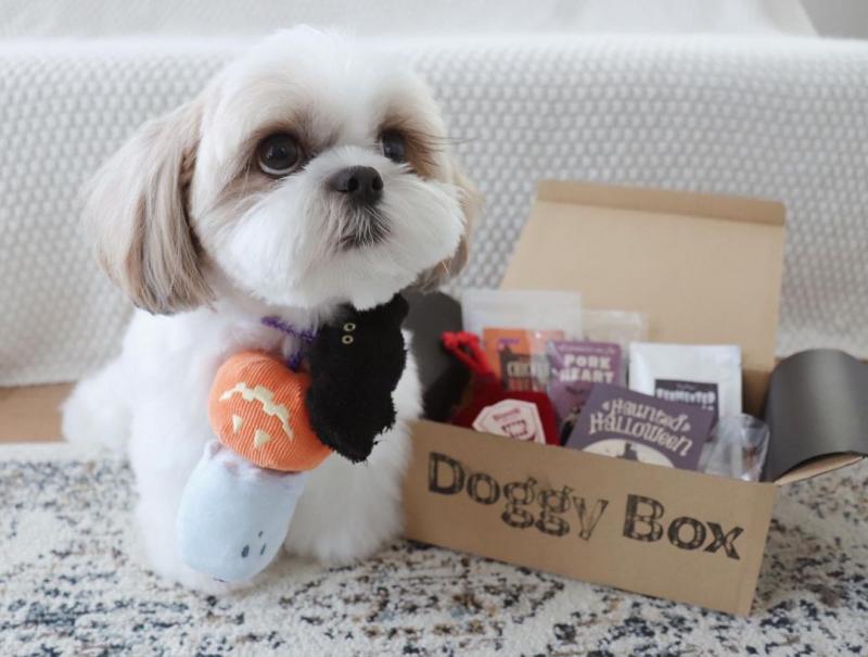 Shih Tzu puppies available in good health condition for new homes Image eClassifieds4u