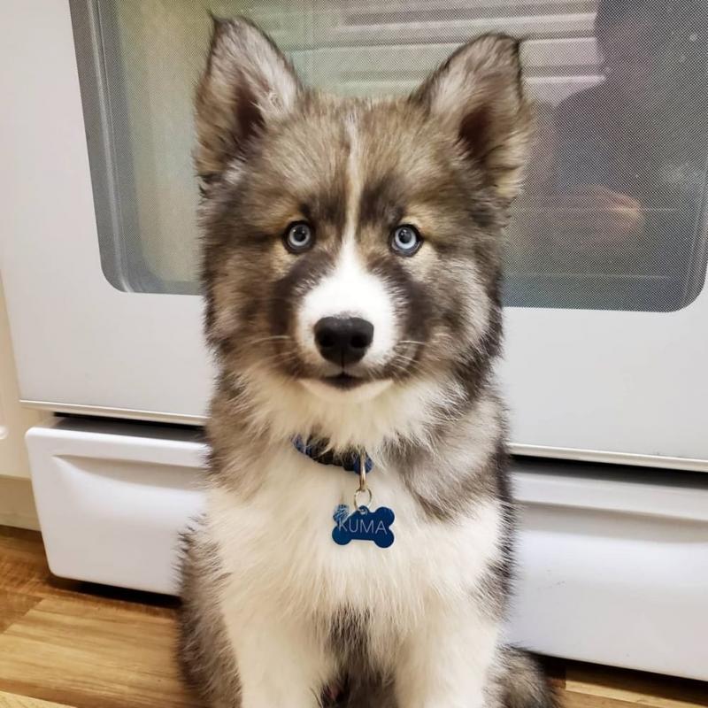 Siberian husky puppies, male and female for adoption Image eClassifieds4u
