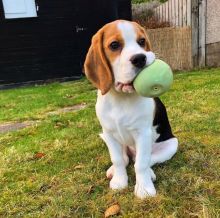 Adorable, Cute Beagle Puppies