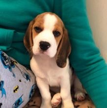 Sweet Beagle Puppies For adoption