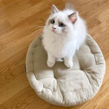 GCCF Registered Ragdoll Kitten for Sale