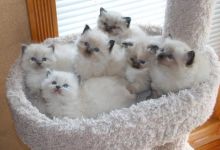 Ragdoll Kittens for Adoption