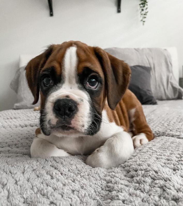 Boxer puppies for good re homing to interested homes. Image eClassifieds4u