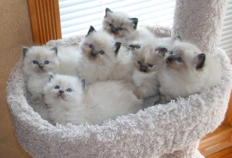 Male and female Ragdoll Kittens Image eClassifieds4u