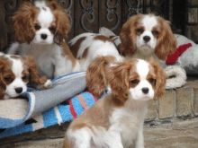 b jhb n Cavalier King Charles Spaniel