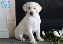 I am offering two Labrador Retriever puppies.