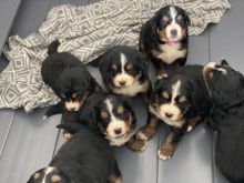 ggegs Loving playful/Bernese Mountain dogs