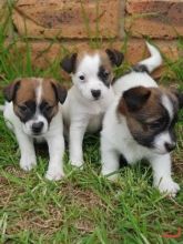 fgryty West Highland White Terrier AKC Quality,