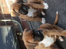 frht Boxer puppies available