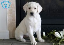 Purebred Labrador Retriever Puppies For Adoption