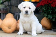 Two Labrador puppies for adoption