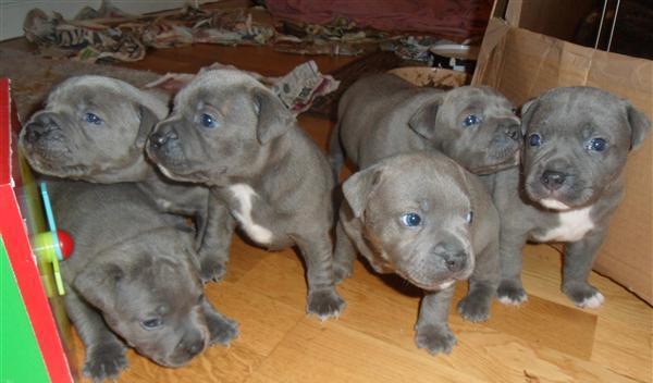 cdgf very friendly dog excellent Staffordshire Bull Terrier Image eClassifieds4u