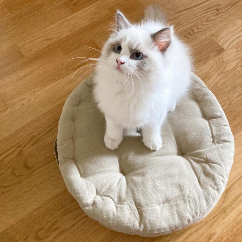 LOVELY PEDIGREE RAGDOLL KITTENS FOR ADOPTION Image eClassifieds4u