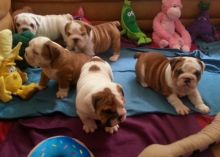 acf frg Excellent English bulldog puppies Image eClassifieds4U