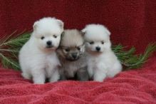 csfhyj fully vaccinated microchip wormed pom Image eClassifieds4U