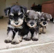 xsfret Adorable Shnauzer Puppies Available Image eClassifieds4U