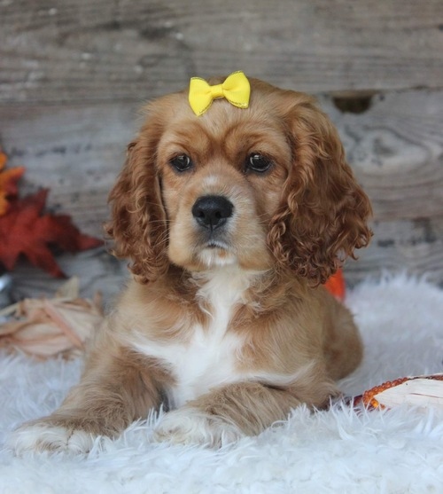 tjyfuk coker Spaniel Image eClassifieds4u