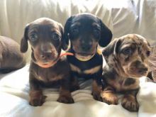 Cute lovely Male and Female Dachshund Puppies for adoption