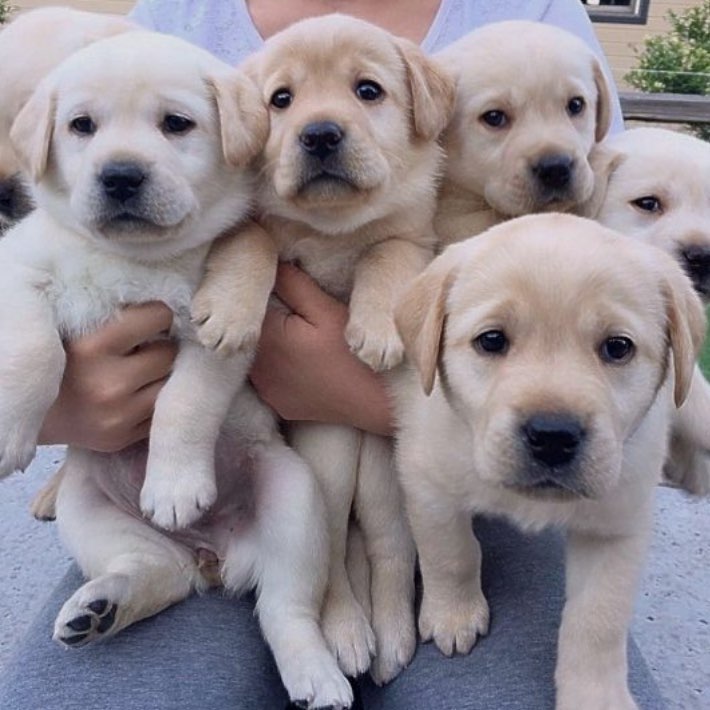 Gorgeous Labrador Retriever Puppies Male and Female For Adoption Image eClassifieds4u