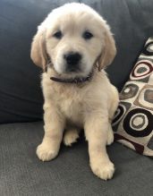 Affectionate Golden Retriever Puppies For Adoption