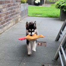 Blue-Eyed Pomsky Puppies Ready For Adoption