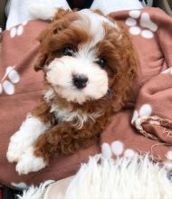 cavapoo puppies ready for a new home