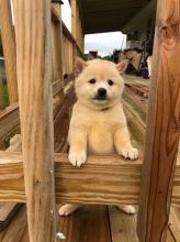 C.K.C MALE AND FEMALE SHIBA INU PUPPIES AVAILABLE