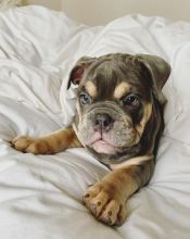 Exceptional English bulldog puppies for adoption