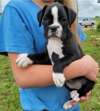 Fantastic Male Female Boxer Puppies Now Ready For Adoption