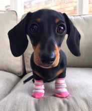 Fantastic Male Female Dachshund Puppies Now Ready For Adoption