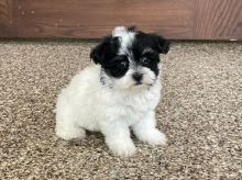 Fantastic Male Female Havanese Puppies Now Ready For Adoption