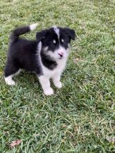 Gorgeous Alaskan Malamute Puppies For Adoption