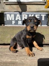 Gorgeous Doberman Pinscher Puppies For Adoption