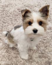 Gorgeous Full Pedigree Yorkshire Terrier Pups for Adoption