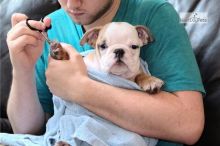 Healthy English Bulldog Puppies Available Now