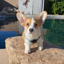 Healthy Pembroke welsh Corgi Puppies Available Now