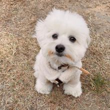 Pure White Maltese Ready For New Home