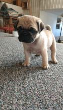 Registered Pedigree Pug Puppies Available