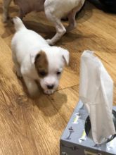 Remarkable Jack Russell Puppies Available