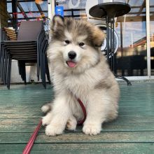 Super Adorable Ckc Chow Chow Puppies