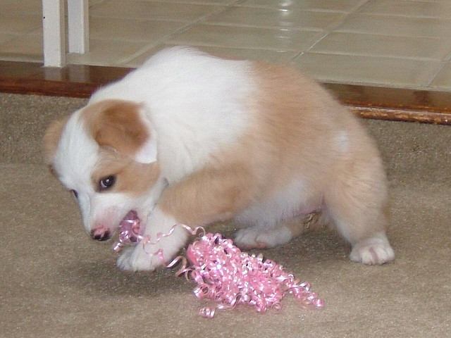 Fantastic Male Female Australian Shepherd Puppies Now Ready For Adoption Image eClassifieds4u