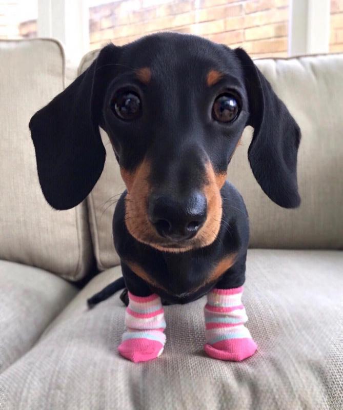 Fantastic Male Female Dachshund Puppies Now Ready For Adoption Image eClassifieds4u
