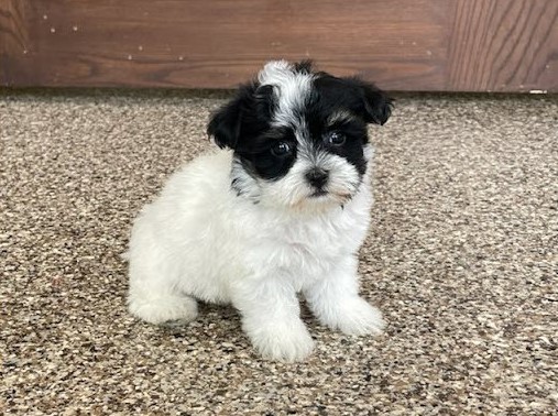 Fantastic Male Female Havanese Puppies Now Ready For Adoption Image eClassifieds4u