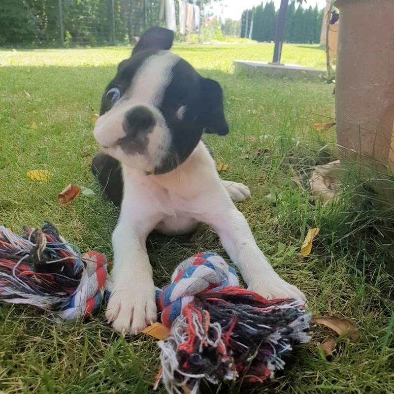Healthy Boston Terrier Puppies Available Now Image eClassifieds4u
