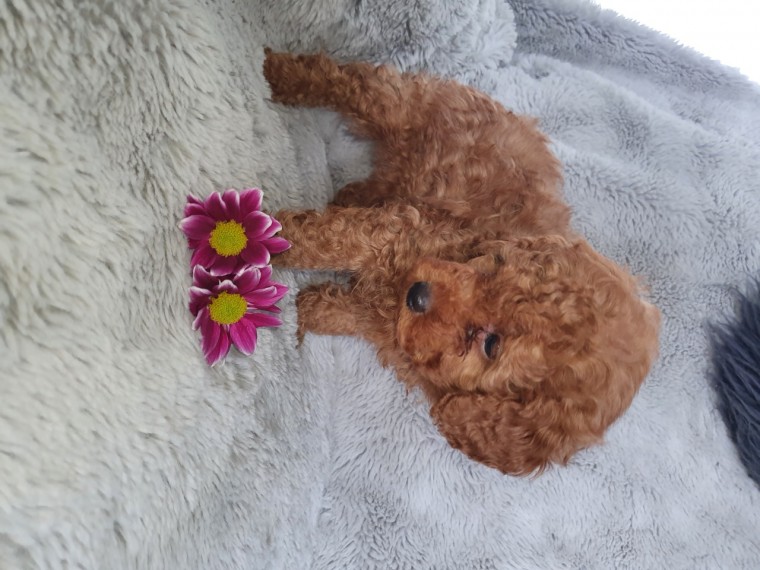 Male and female toy poodle puppies contact us at jl245289@gmail.com Image eClassifieds4u