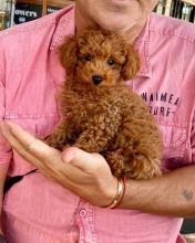Male and female toy poodle puppies contact us at jl245289@gmail.com