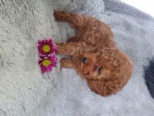 Male and female toy poodle puppies contact us at jl245289@gmail.com